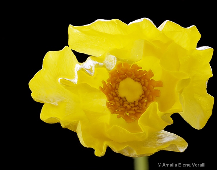 Poppy, yellow, macro, flower