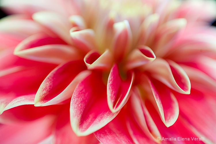 dahlia, pink, red, flower, macro