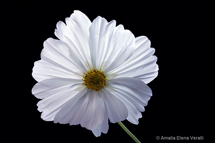 cosmos, white, flower, macro