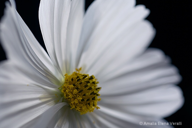 cosmos, white, flower, macro