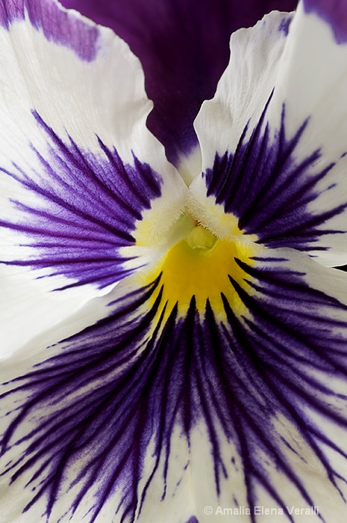 pansy, purple, macro, flower