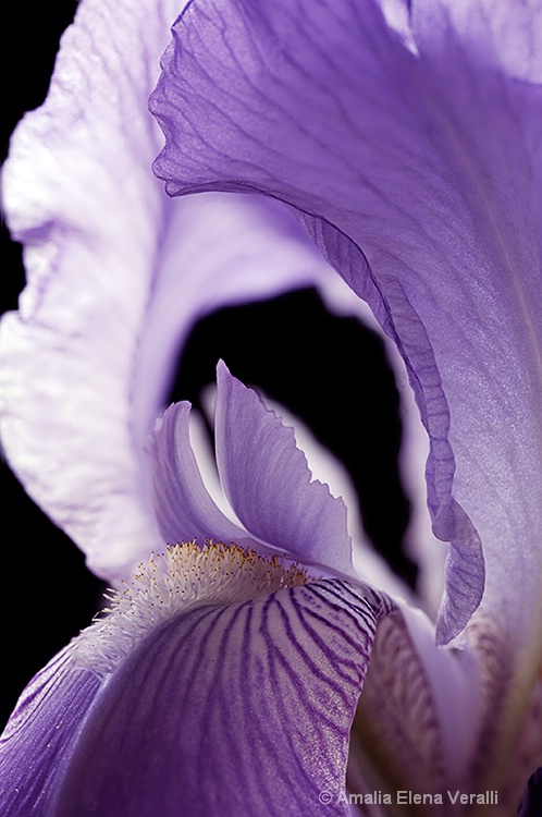 Iris, purple, flower, macro, abstract