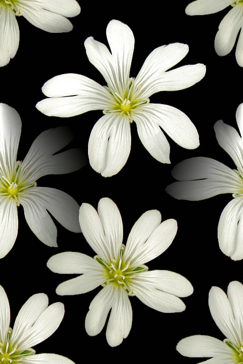 White Flowers Abstract