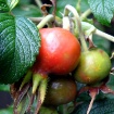 Rose Hips
