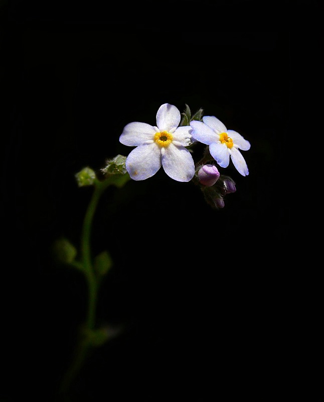 Forget-me-not