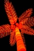 orange palm