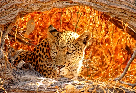 Hiding Leopard