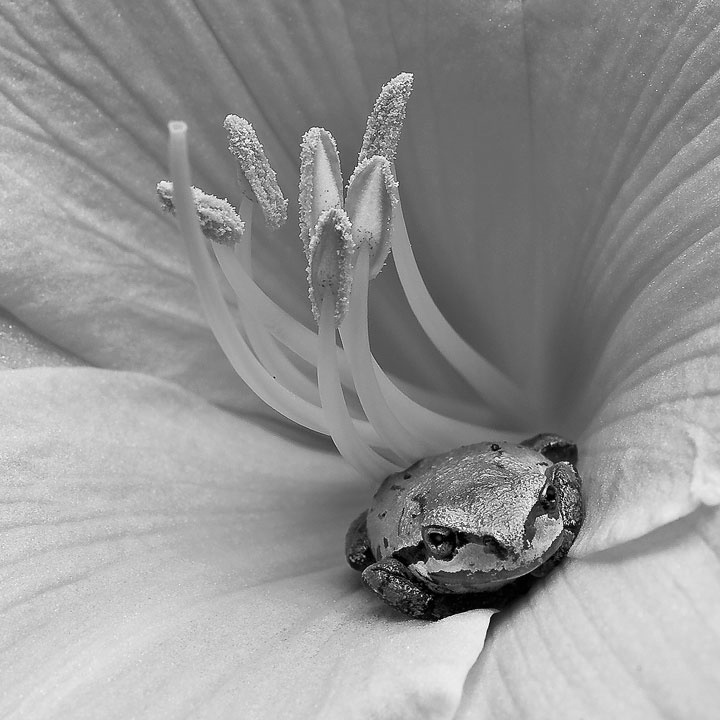 Frog in a Lilly Pad