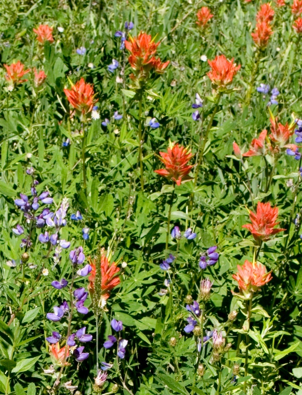 Paintbrush and Lupine  - ID: 6908313 © Patricia A. Casey