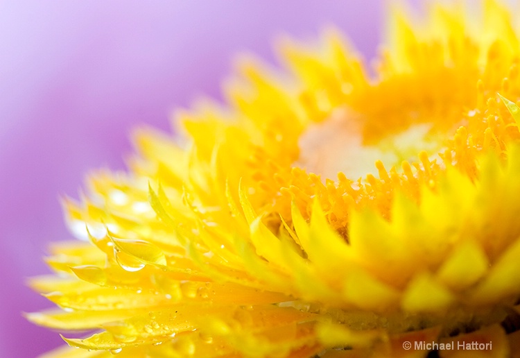 Strawflower