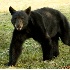 © Michael S. Couch PhotoID# 6909044: Black Bear Cub, GSMNP, 8.30.08