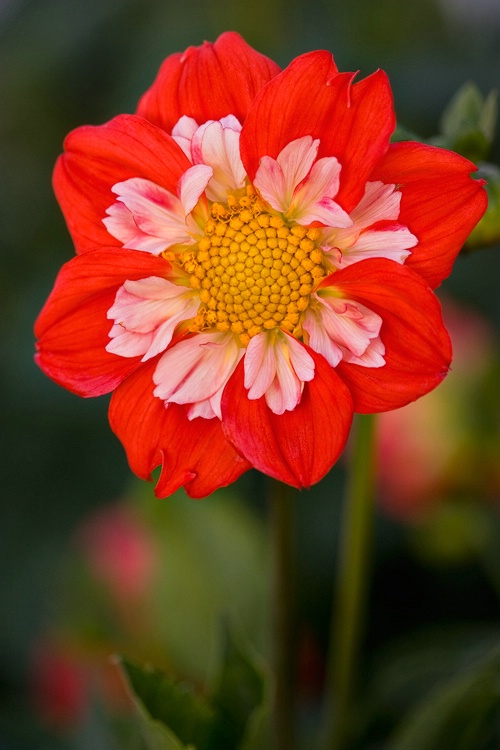 Red Dahlia