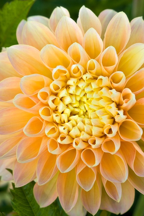 Orange Dahlia