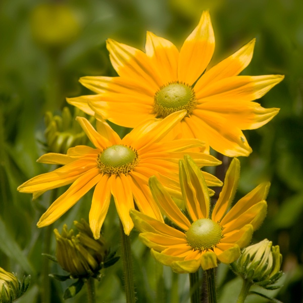 Gloriosa Daisies  - ID: 6909383 © John Singleton