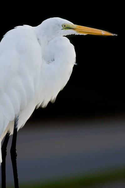 Great Egret  - ID: 6909385 © John Singleton