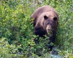 Black Bear