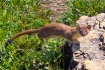 Long-tailed wease...