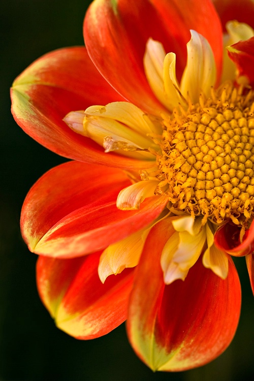 Sunrise Dahlia