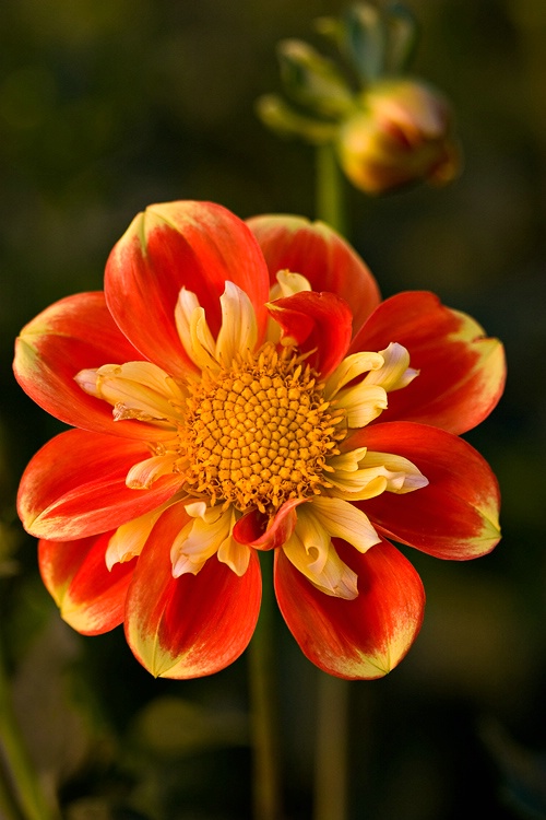 Sunrise Dahlia 2