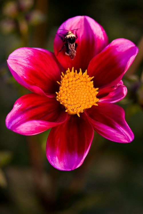 Bee on a Dahlia