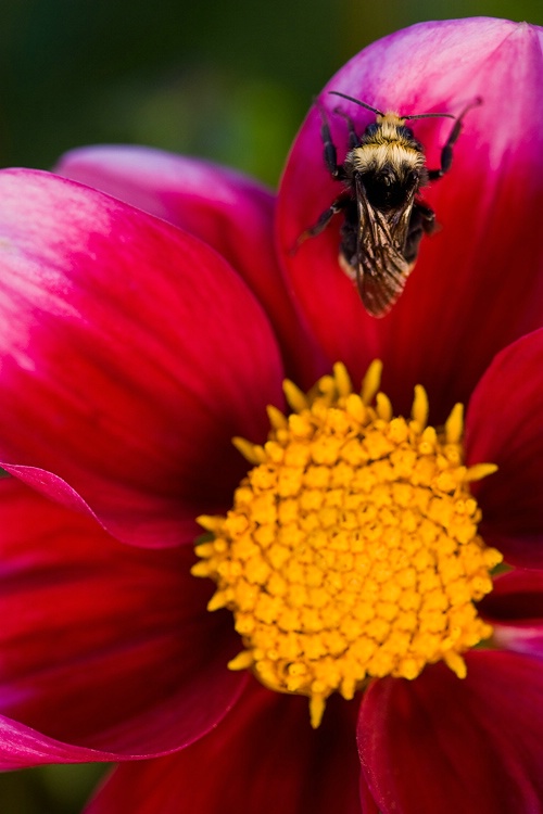 Bee on a Dahlia 2