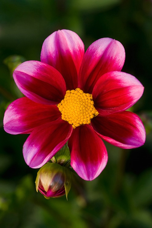 Deep Red Dahlia