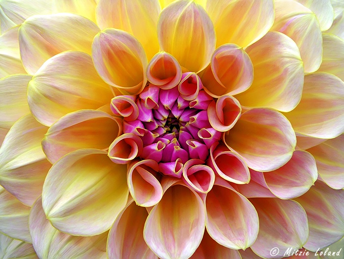 Dahlia