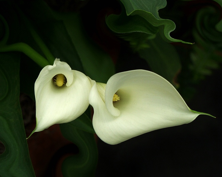 007callie - ID: 6912767 © Earl H. English