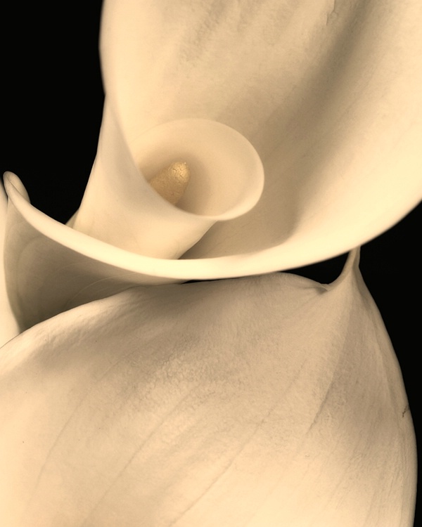 023callie - ID: 6912787 © Earl H. English
