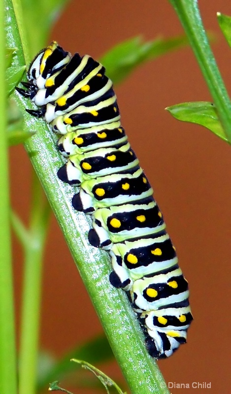 Caterpillar