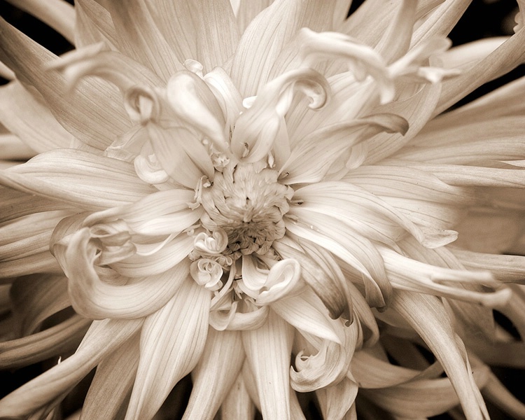 001dahlia - ID: 6913565 © Earl H. English