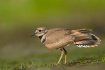 Killdeer