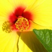 Hibiscus Shadows