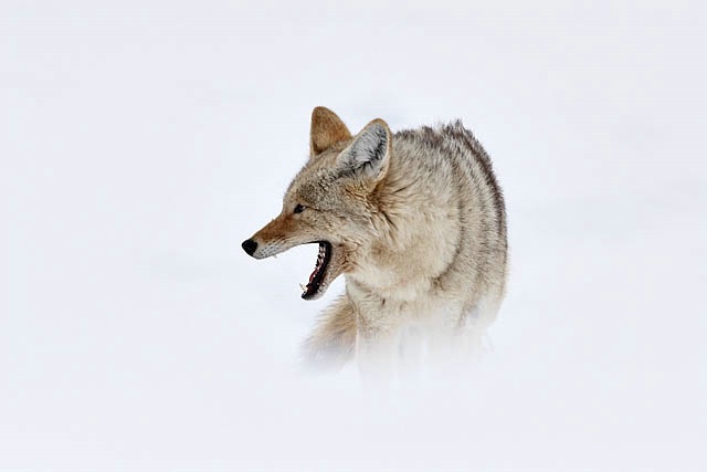 Winter Coyote