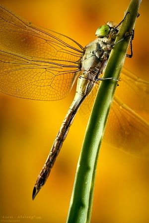 Fiery dragonfly