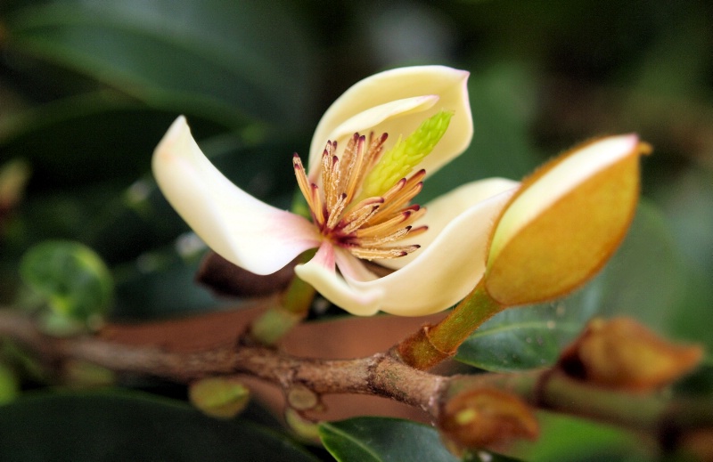 Magnolia Fiscata