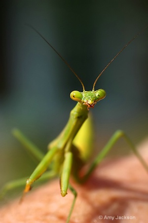 Little Mantis