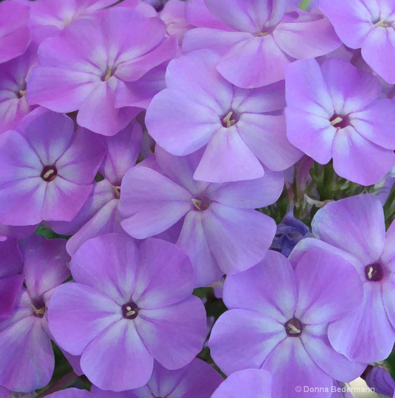 Lavender Flower Cluster
