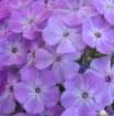 Lavender Flower C...