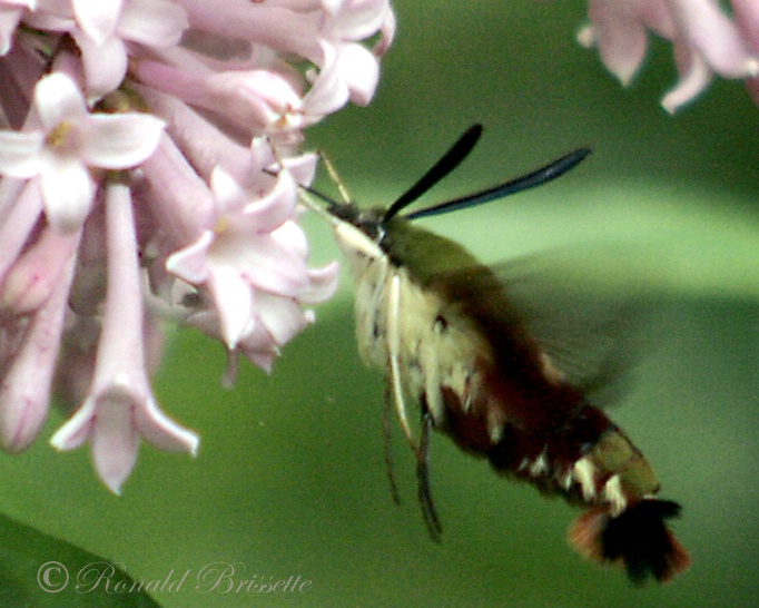 Humming bird moth