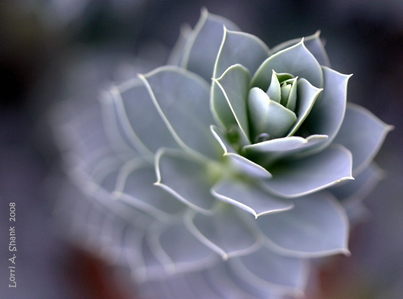 DonkeyTail Spurge  