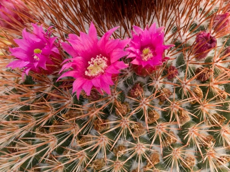 Cactus Flower