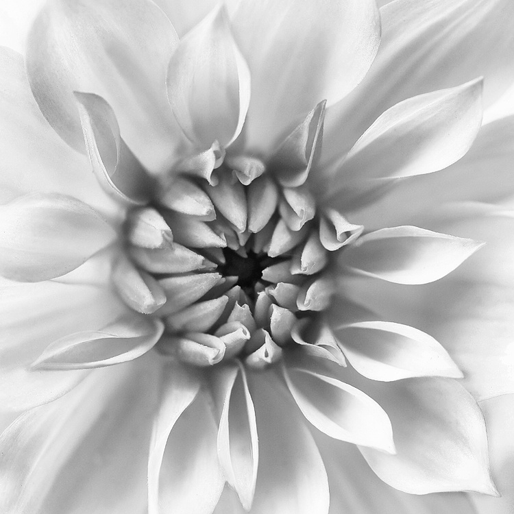 Dahlia's Dream - ID: 6927369 © Laurie Daily