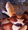 Copperhead