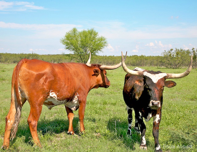 Texas Longhorns  - ID: 6930571 © Emile Abbott