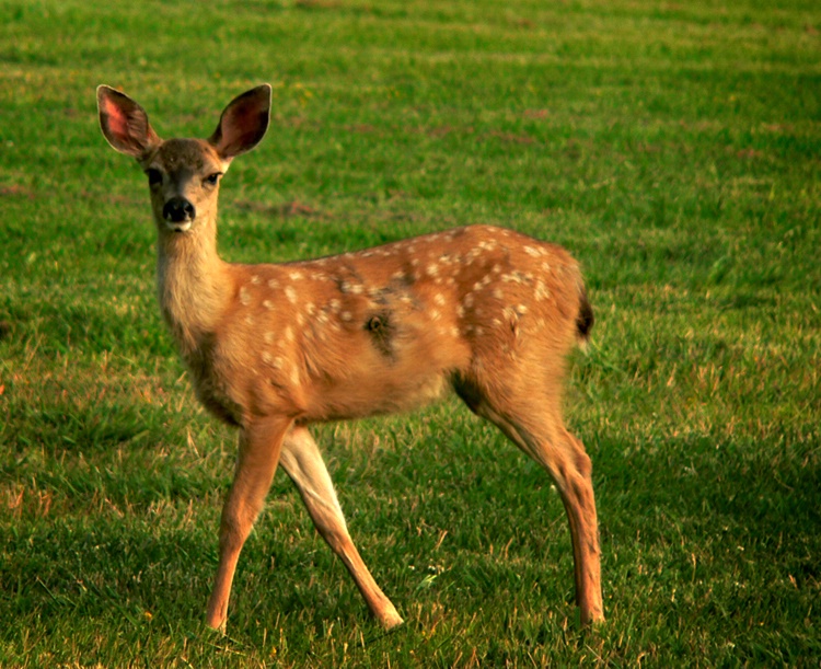 Deer at Foothill Park 