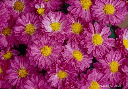GE000641 Chrysanthemum, 'Amigo'