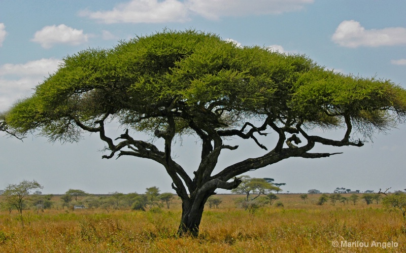Great Subject-Acacia Tree