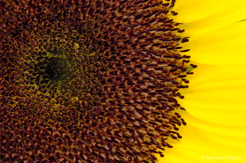 Great Subject- Sunflower