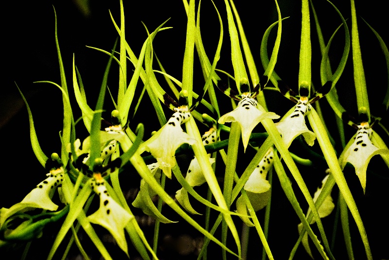 Spyder Orchids